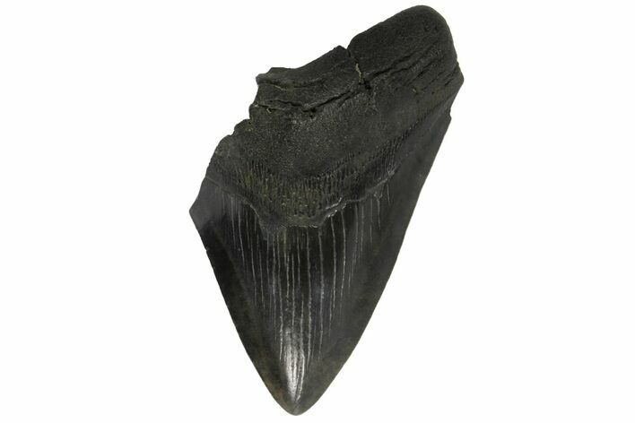 Partial Fossil Megalodon Tooth - South Carolina #168922